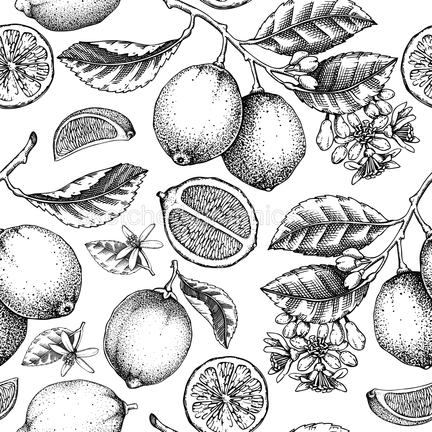 Citrus fruit seamless pattern. Lime tree branches, fruit, flowers, leaves sketches. Botanical background. Exotic plants texture. Hand drawn vector illustration. NOT AI generated Illustration